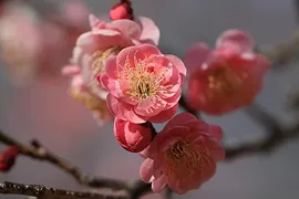 ピンクの梅の花