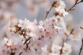 淡いピンクの桜の花