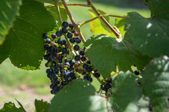 収穫前の山葡萄と葉