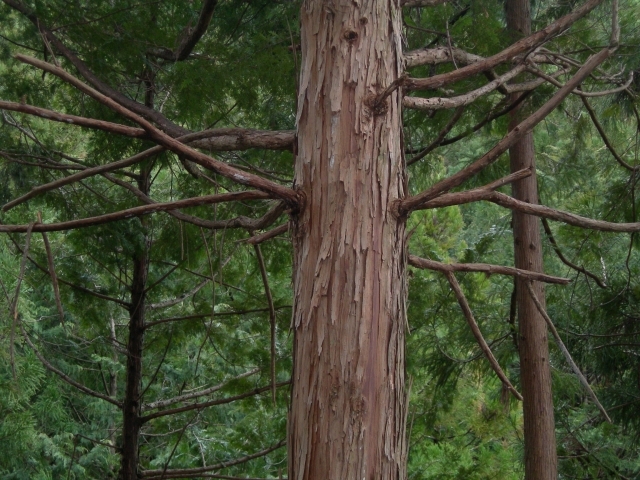 ヒノキの幹