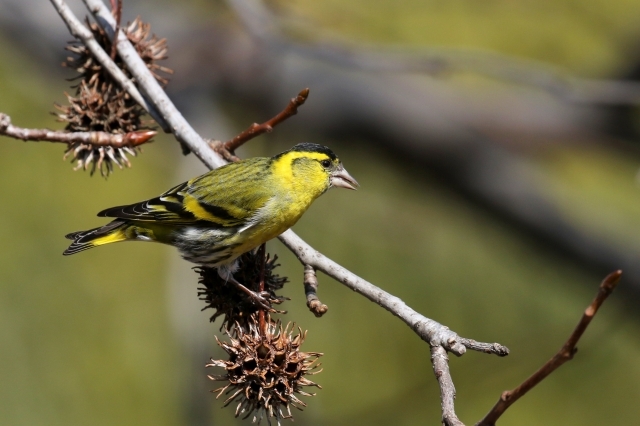 ヤシャブシの実を食べるマヒワのオス