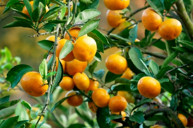 実のなったミカンの木