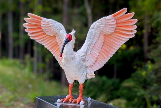 鴇が羽を広げた様子